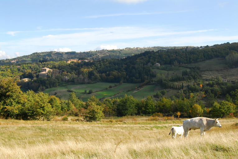 Others 4, A stay surrounded by greenery - Agriturismo La Piaggia - app 2 bathrooms, Siena