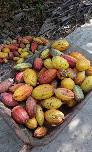 Food & Drinks 4, Coco Happy Farm, Giồng Trôm
