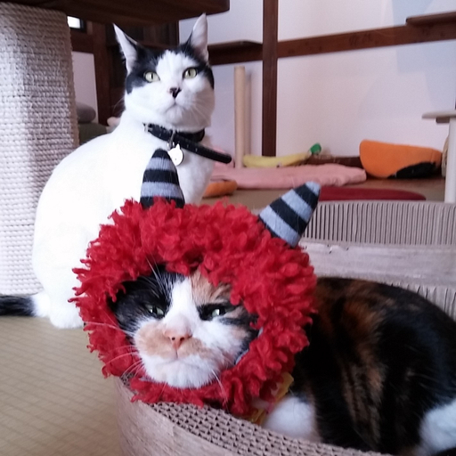 Others 4, Hakuba Ryokan Minamiya Cat Cafe Minamiya, Hakuba