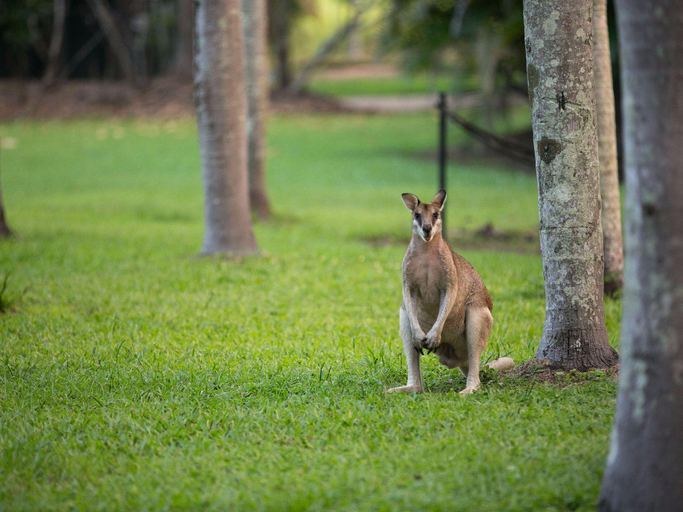 Food & Drinks 5, Daintree Wild Bed & Breakfast, Douglas