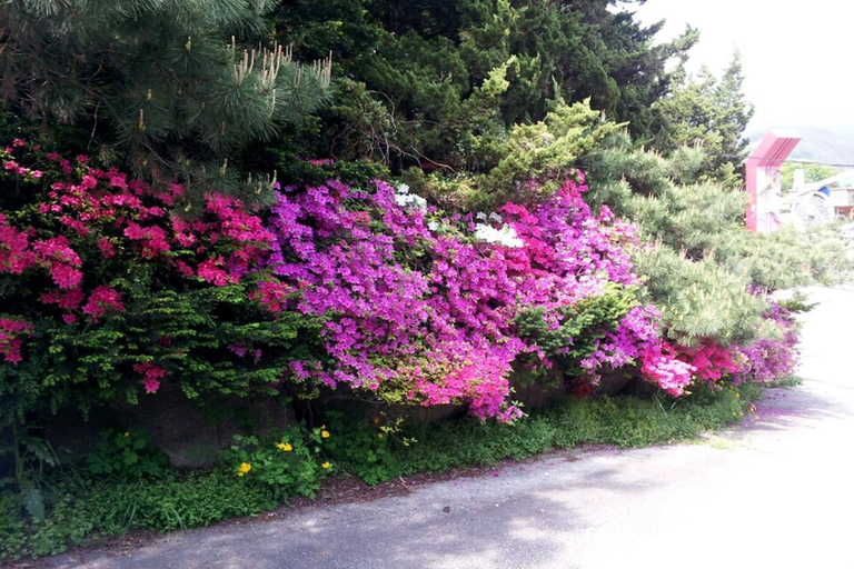 Others 5, Pocheon Supsogui Gungjeon, Pocheon