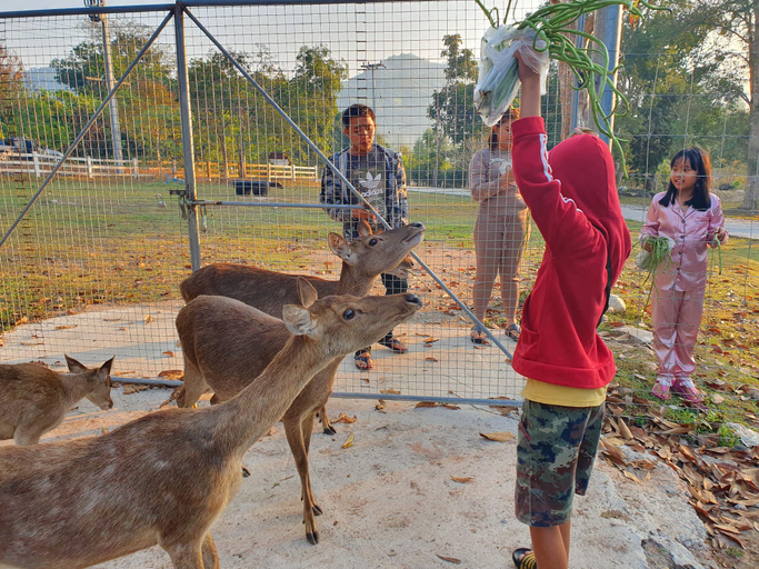 Others 5, Lundaresort & Orchid, Suan Phung