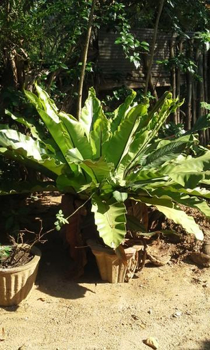 Others 5, Bandula Homestay - Sigiriya, Dambulla