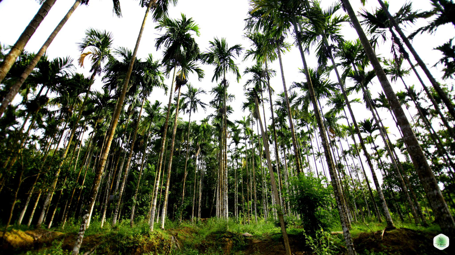 Others 2, Hiliya Resort, Wayanad