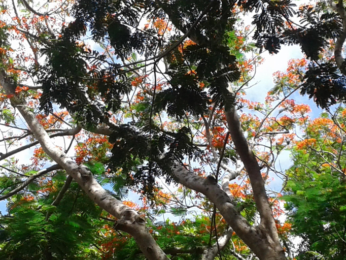 Garden 2, The Pub, N. Palatha Central