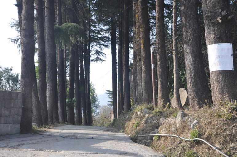 Others 5, HOTEL DEVDAR RESORT, Kangra