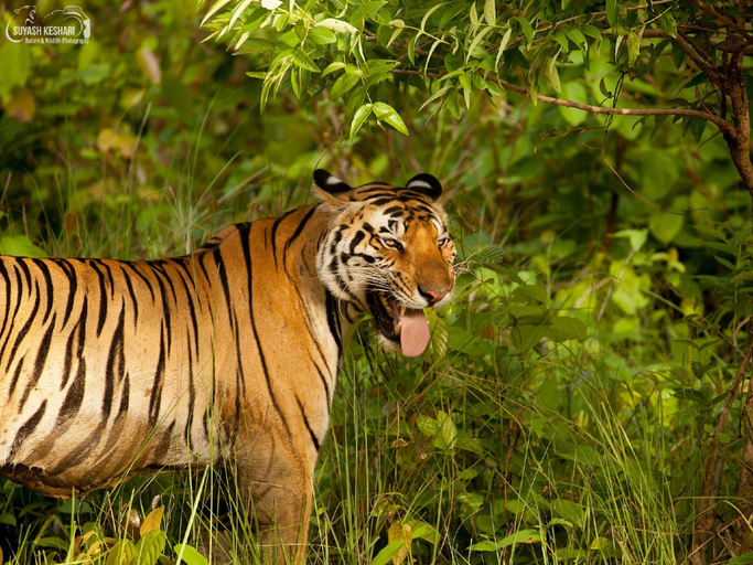 Others 5, Singinawa Jungle Lodge Kanha, Balaghat