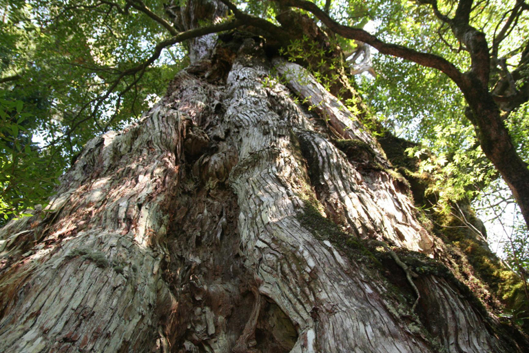 Others 4, Yakunoyado Taguchi, Yakushima