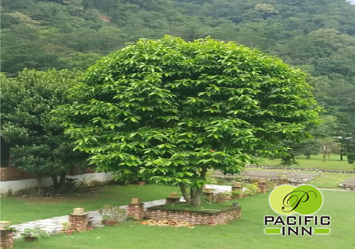Others 3, Pacific Inn 360 Degree Resort Rishikesh, Garhwal
