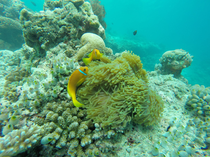 Others 5, Arora Inn at Maafushi Island Maldives, Kepulauan Maafushi