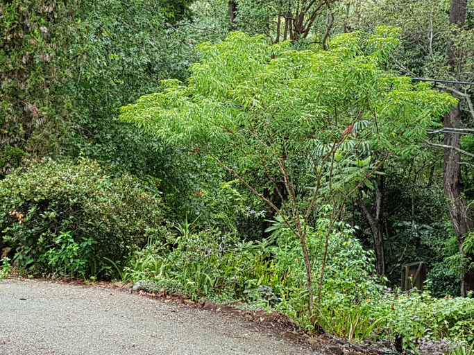 Others 2, The Odd Gecko, Tamborine Mountain