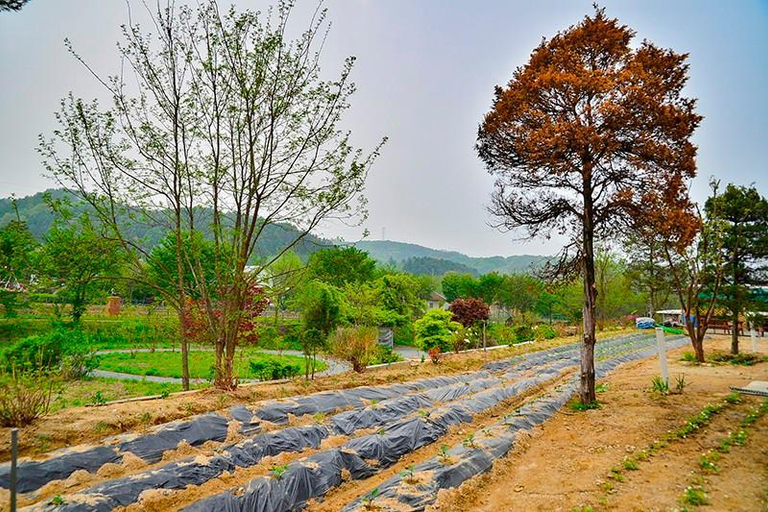 Others 3, Yongin Unhak Pension, Yongin