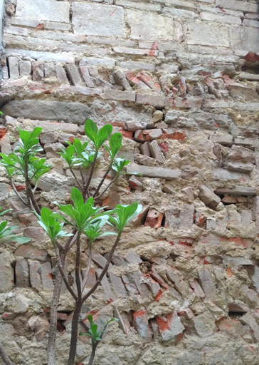 Others 4, YF971, Tainan