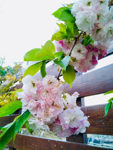 Others 4, Flower and Star Garden Bed and Breakfast, Nantou