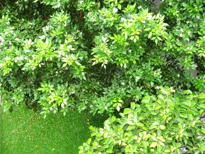 Others 4, Nguyễn Villa Lagi, La Gi