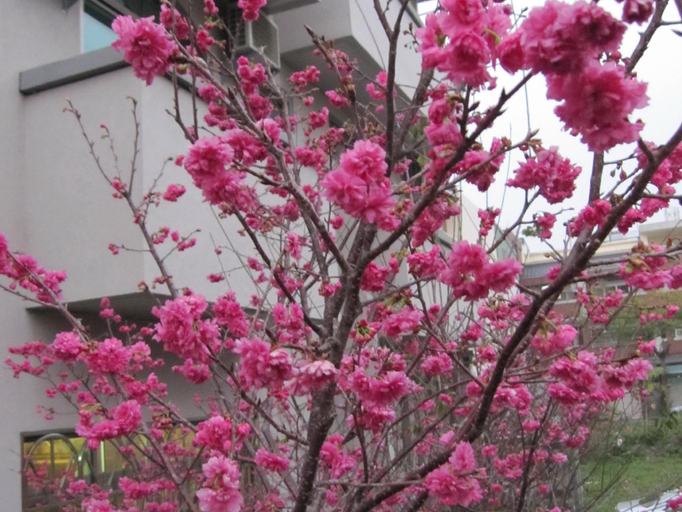 Others 5, Apple House B&B Villa, Nantou