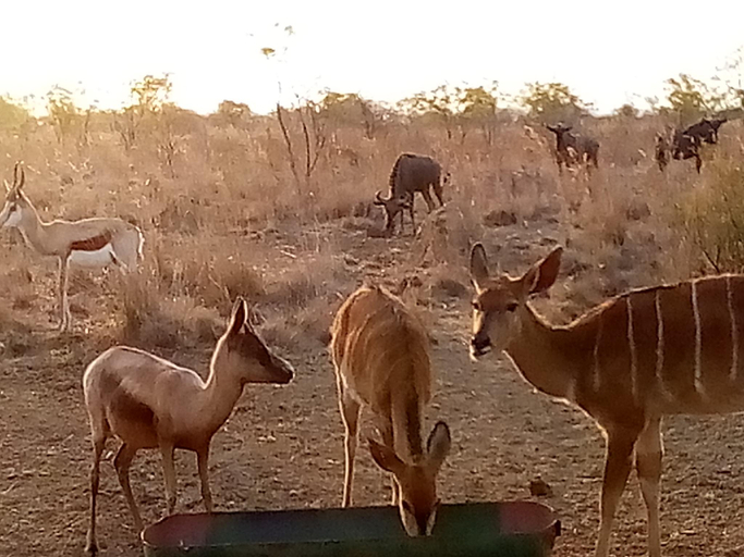Others 2, Nyani Lodge Dinokeng, City of Tshwane