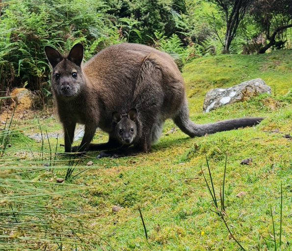 Others 4, Huon Bush Retreats, Huon Valley