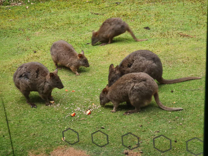 Others 3, Huon Bush Retreats, Huon Valley
