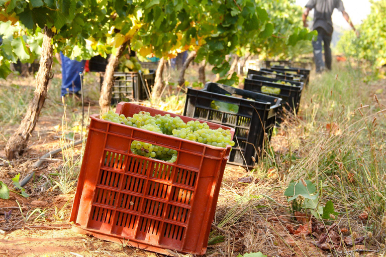Others 4, Orange Grove Farm, Cape Winelands
