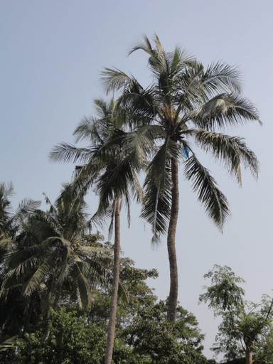 Others 3, Judges Court, Puri