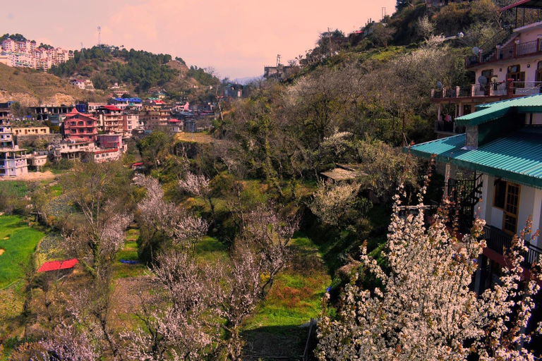 Others 2, OrchidHomestay Kandaghat, Solan