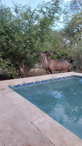 Hyena Den - Marloth Park, Ehlanzeni - Cheap Booking at tiket.com