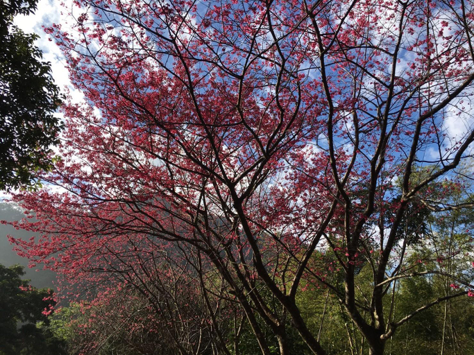 Others 5, Xianshan Village, Miaoli
