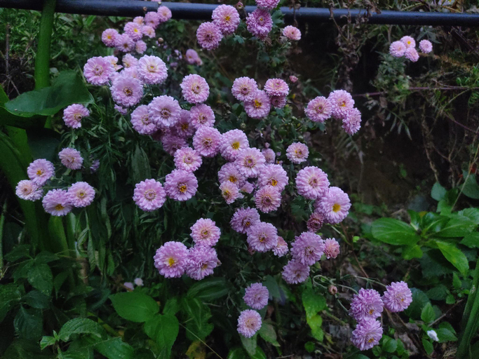 Others 4, bajoon homestay, Nainital