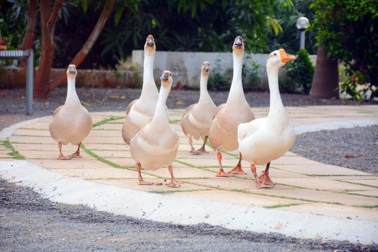 Others 4, Wild Wadi Cottages Resort, Junagadh