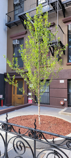 Exterior & Views 2, Lamartine Chelsea – Hostel, New York