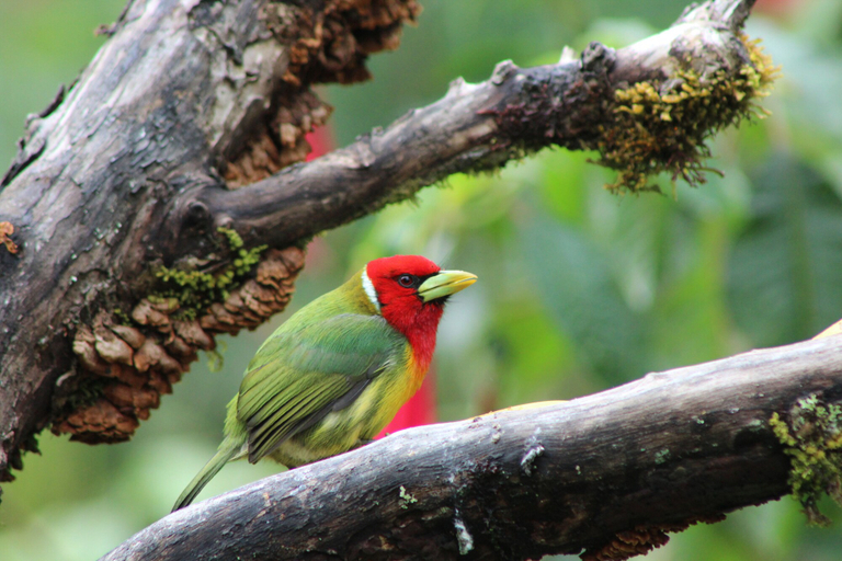 Others 3, River Nest Lodge Costa Rica, Pérez Zeledón
