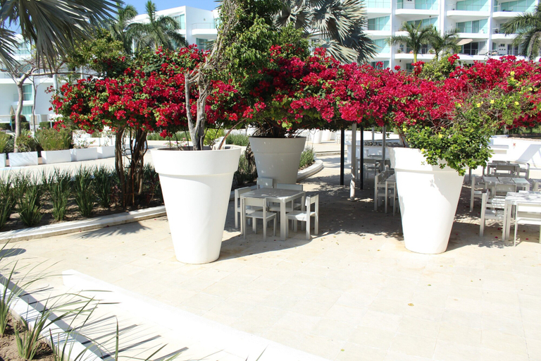 Food & Drinks, Studio Ocean View in the Best Location of Vallarta, Compostela