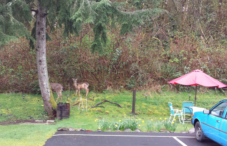Others 5, Shiny Motel, Grays Harbor