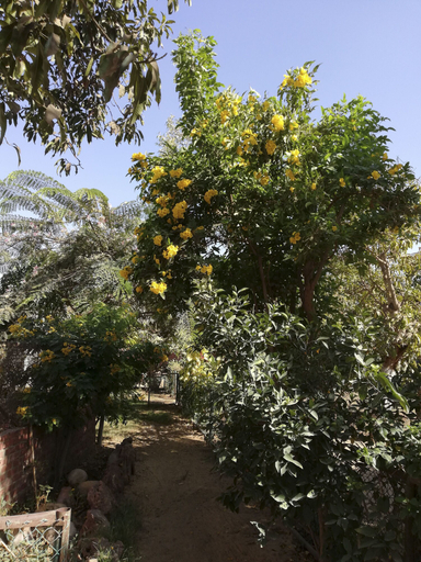 Others 5, Equestrian lodge - Pyramids Egypt, Unorganized in Al Jizah