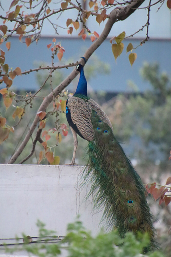 Others 4, Shahar Palace, Jaipur