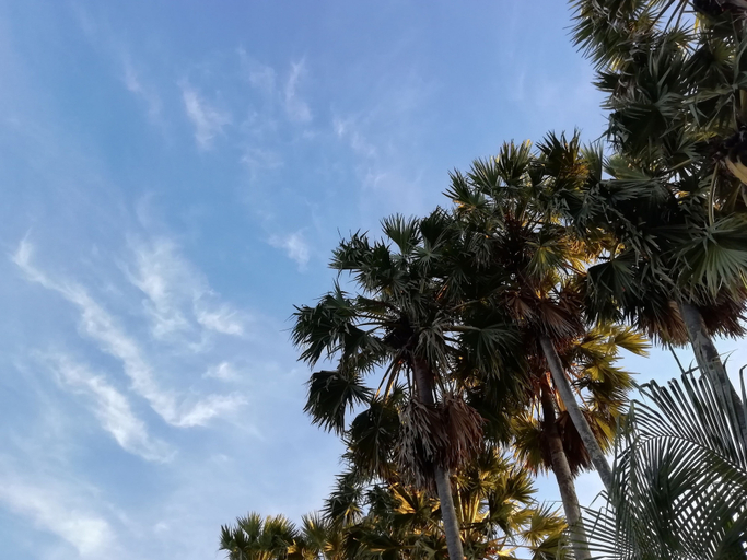 Others 5, Palm Payom Village Resort, Ranot