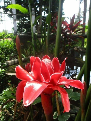 Others 5, Arcadian Resort, Mueang Krabi