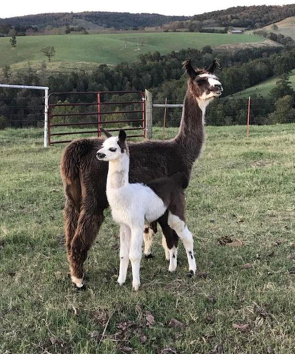 Others 1, Llama House, Boone