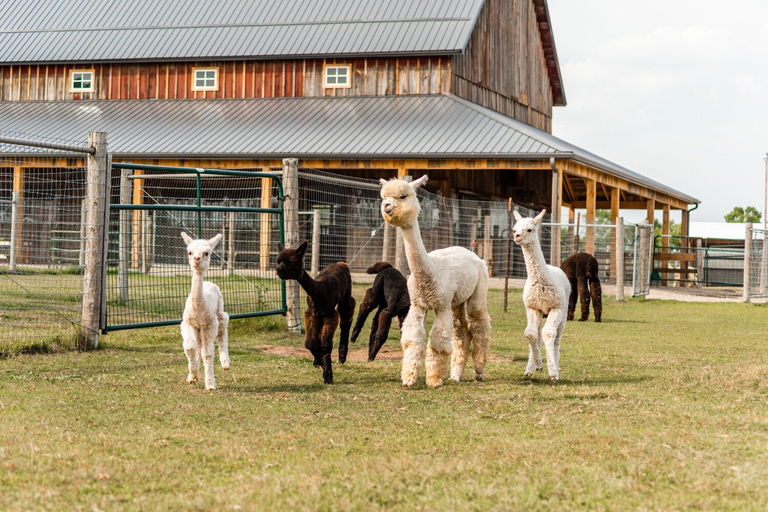 Others 4, Sabamba Alpaca Ranch, Brown