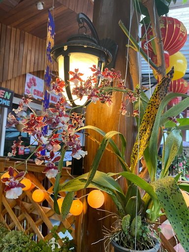Food & Drinks 5, BB House Budget & Boutique, Muang Chiang Mai