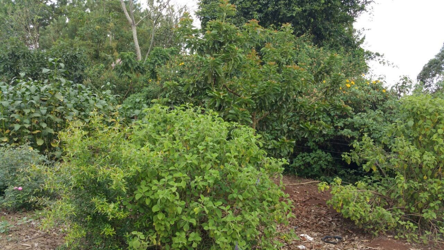 Others 5, Nakoosi Eco Lodge & Backpackers, Mukono