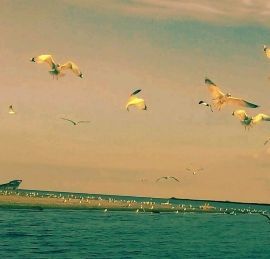 Others 5, Delta Palace, Sulina