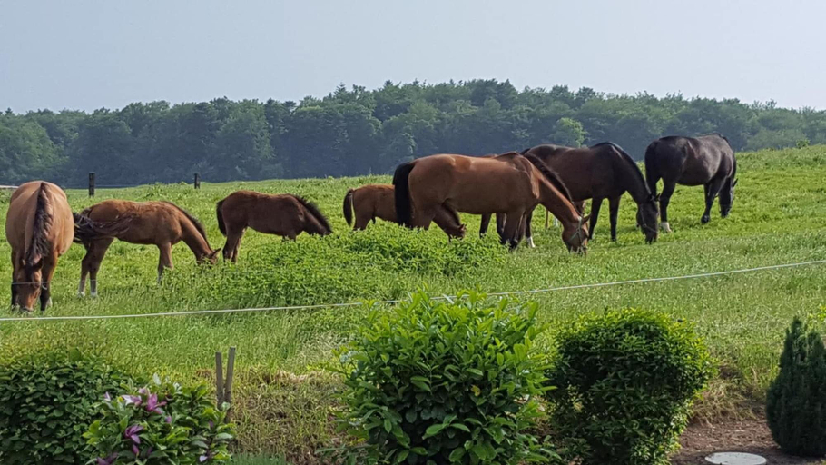 Others 5, Pension Haus Waldheim, Ostholstein