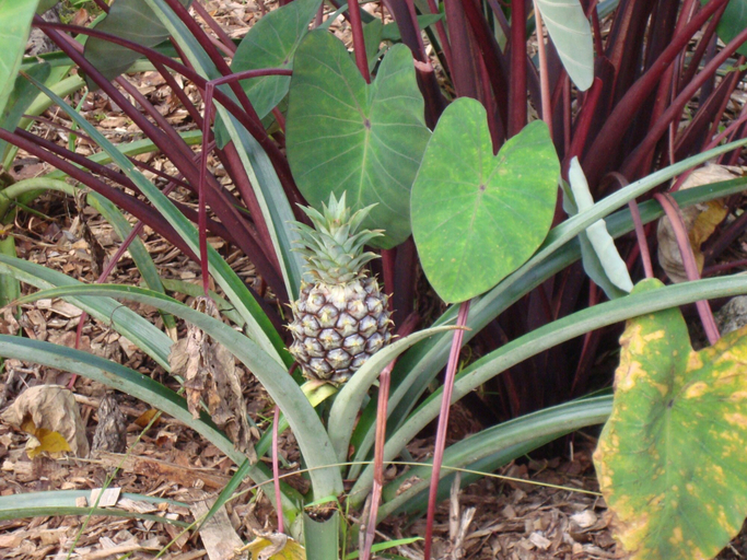 Others 5, Ixchel Hawaii, Hawaii