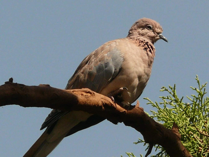 Others 5, Abay Minch Lodge, Mirab Gojjam