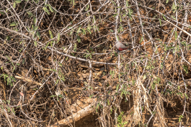 Others 5, Kunene River Lodge, Epupa