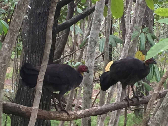 Others 4, Byron Bay Rainforest Resort, Byron