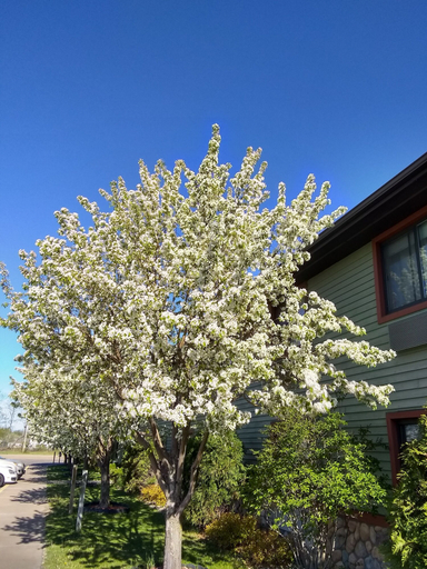 Others 5, Super 8 by Wyndham Baxter/Brainerd Area, Crow Wing