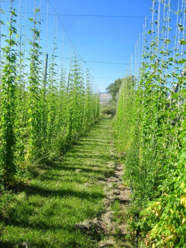 Others 5, Hopyard View Farm - A Farm Experience in Ashland, Jackson